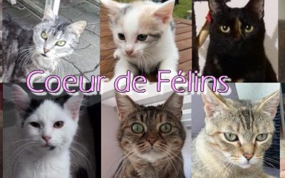 Coeur de Félins en avril chez EpisodiK