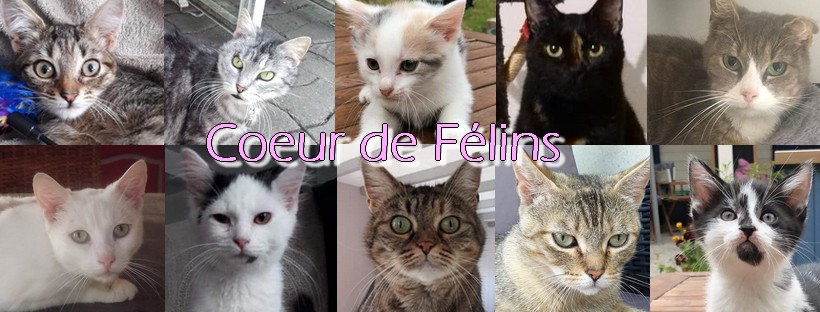 Coeur de Félins en avril chez EpisodiK